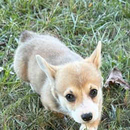 Leo - White and red male Pembroke Welsh Corgi puppy in Jenkinsburg, Georgia from Red Elephant Farms