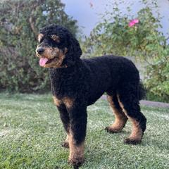 Bear - Poodle
