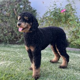 Bear - Poodle