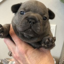 French Bulldog Puppies from Roughneck Frenchies