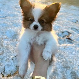 Papillon Puppies from Papillons in the Pines