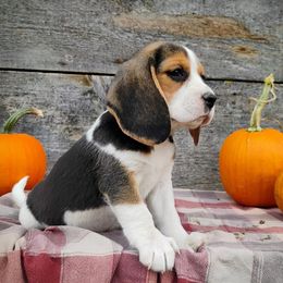 Moana - Black white and tan female Beagle puppy in Colville, Washington from Rosehaven Homestead