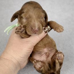Thorin Oakenshield - Dapple male Dachshund puppy in Alexander, North Dakota from Wild Rose Ridge Doxies