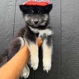 Carrot - Black tan and white female Siberian Husky puppy in Folsom, Louisiana from Geaux Fluffy