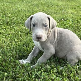 Lilac mantle - Mantle male Great Dane puppy in Charlotte, Michigan from Blue Diamond Danes