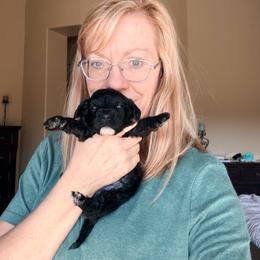 Darla - Black female Goldendoodle puppy in Anthem/Phoenix, Arizona from Ironwood Doodles
