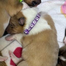 Winter - Sable merle and white female Collie puppy in Norris City, Illinois from Hoskins Collies