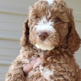 Bernedoodles and Goldendoodles from LaDonna's Doodles