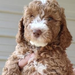 Bernedoodles and Goldendoodles from LaDonna's Doodles