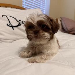 Carli - Liver and white female Shih Tzu puppy in Tennessee from Cutshall Babies