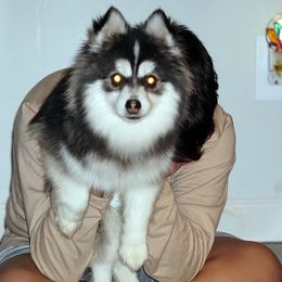 Pomsky, Rottweiler, Shetland Sheepdog, and Toy Shetland Sheepdog Puppies from Mountain High Kennels