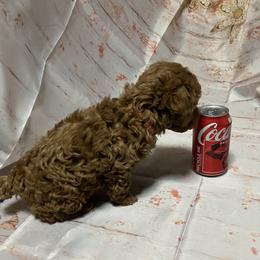 Poodle Puppies from Firebird Toy Poodles