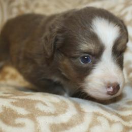 Coral - Red tri female Miniature Australian Shepherd puppy in Licking, Missouri from Burnett Aussies
