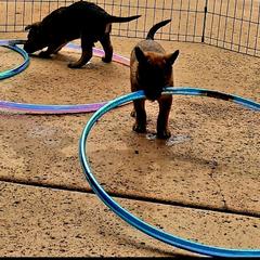 Belgian Laekenois Puppies from Cal Curly Coats Belgian Laekenois