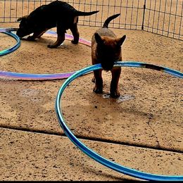 Belgian Laekenois Puppies from Cal Curly Coats Belgian Laekenois