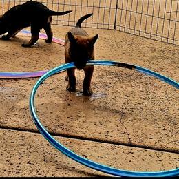 Belgian Laekenois Puppies from Cal Curly Coats Belgian Laekenois