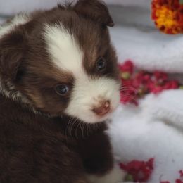 Rain - Red tri-color male Miniature American Shepherd puppy in Garysburg, North Carolina from Schaefer's Miniature American Shepherds