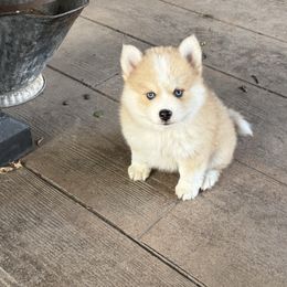 Diesel - Merle male Pomsky puppy in Doon, Iowa from Luxury Pomsky