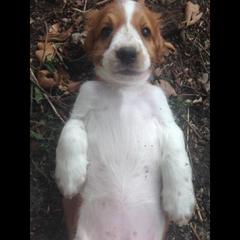 Welsh Springer Spaniel Puppies from Tropic Welsh Springer Spaniels