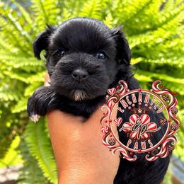 Carmello - Black male Miniature Schnauzer puppy in Dorr, Michigan from Enchanted Paws