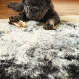 Prada - Tricolors female French Bulldog puppy in Richmond, Michigan from Burn 3 Farms