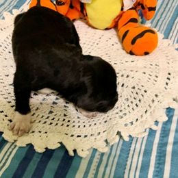 Boy 4 - Portuguese Water Dog puppy in Lakeview, Michigan from Cedar Creek Portuguese Water Dogs