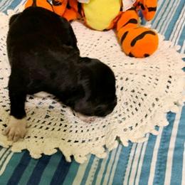 Boy 4 - Portuguese Water Dog puppy in Lakeview, Michigan from Cedar Creek Portuguese Water Dogs