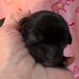 Red Collar - Cooper - Black and white male Shorkie puppy in Mays Landing, New Jersey from Fancy Paws Shorkies & Shih Tzus