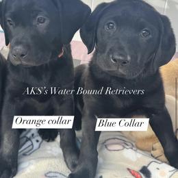 Boy 5 - Black male Labrador Retriever puppy in Newport, North Carolina from AKS’s Water Bound Retrievers