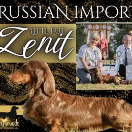 Zenit - Dachshund