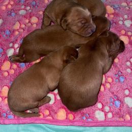Female 1 - Luna - Dark golden female Golden Retriever puppy in Yucaipa, California from Blessed Goldens