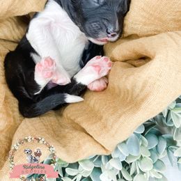 Aussiedoodle Puppies from Ridgeline Doodles