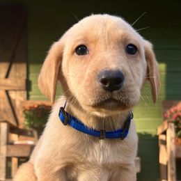 Yellow Boy Blue Collar - Yellow male Labrador Retriever puppy in Ozark, Arkansas from Middle Ridge Retrievers