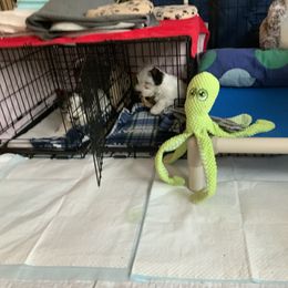 Sealyham Terrier Puppies from Alibi Sealyham Terriers
