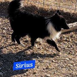 Sirius - Shetland Sheepdog