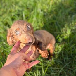 KitKat - Isabella and tan - Fawn (isabella) and tan female Dachshund puppy in Springfield, Ohio from LUXEYPUPS