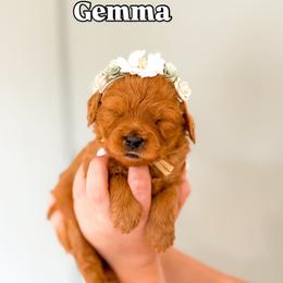 Gemma - Red  female Goldendoodle puppy in Salem, Utah from Karmadoodlee