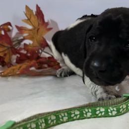 Green - Black roan male German Shorthaired Pointer puppy in Newton Grove, North Carolina from Wayalife Labradors & Gsp’s