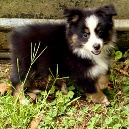 Asta - Black tri female Miniature Australian Shepherd puppy in Patterson, North Carolina from DreamLine Aussies