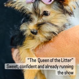 Yorkshire Terrier Puppies from Voss Yorkies
