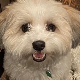 Scout - Havanese