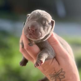 Whitney - Blue female Chinese Shar-Pei puppy in Lehigh Acres, Florida from Florida Wrinkles