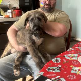 Daisy - Brindle female Irish Wolfhound puppy in Ashland, Ohio from Castle Keep Hounds, LLC