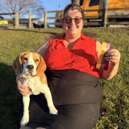 Beagle All Grown Up from Knappogue Beagles
