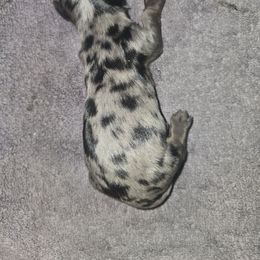 Girl 1 - Dapple female Dachshund puppy in Wichita Falls, Texas from Desert Willow Dachshunds