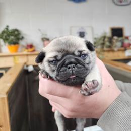 Baby girl - Fawn female Pug puppy in Kodak, Tennessee from My Princess Pugs