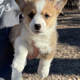 Bogart - Fawn male Pembroke Welsh Corgi puppy in Rolla, Missouri from 4A Corgis