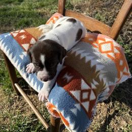 Gray - Liver and white male German Shorthaired Pointer puppy in Union Hall, Virginia from Rustic Creek Farms