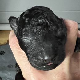 Girl 1 - Black female Mudi puppy in Raeford, North Carolina from Wodan Kennels