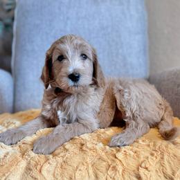 Charlie Brown (Black Collar) - Cream male Goldendoodle puppy in Bay City, Texas from Charming Doods
